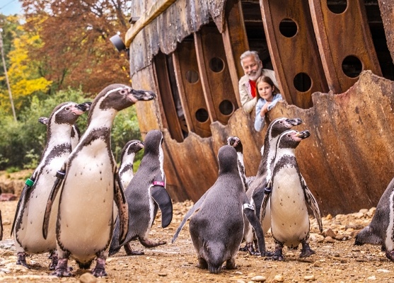 Opa und Enkelin beobachten Pinguine
