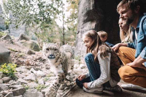 Familie an Scheibe vor Schneeleopard