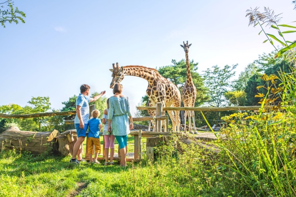 Familie vor Giraffen