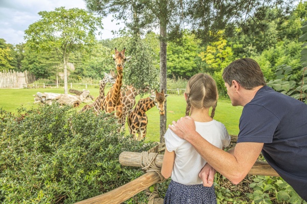 Vater mit Tochter vor Giraffen