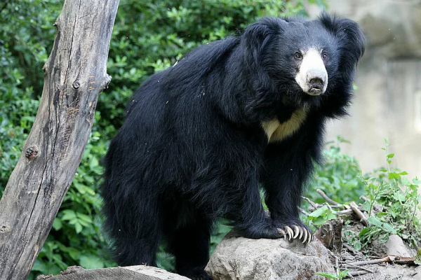 © Zoo Leipzig