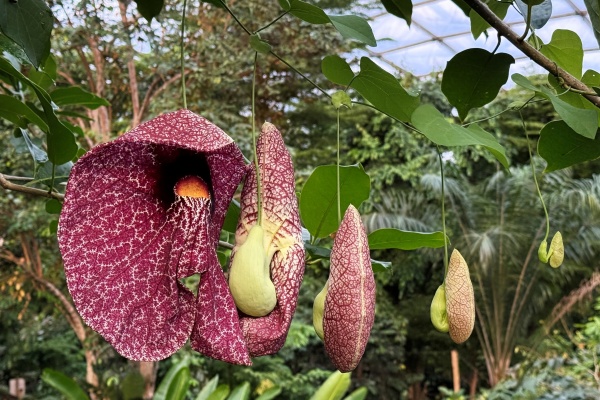 Pfeiffenblume