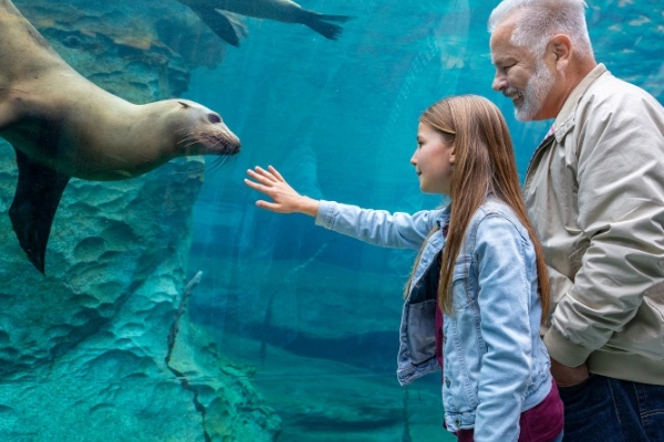 Opa und Enkelin beobachten Robben im Unterwassertunnel