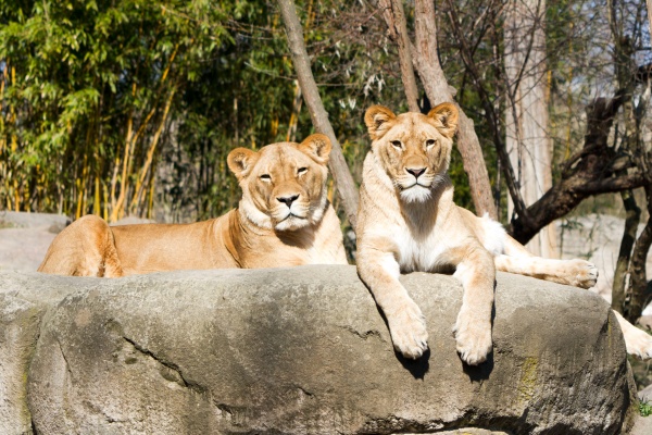 Löwinnen Kigali und Malu im Zoo Leipzig