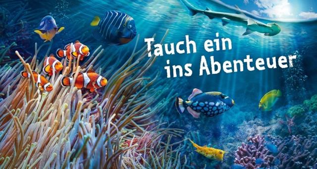 Tauch ein ins Abenteuer - Collage mit Clownfisch, Hammerhai und vielen mehr